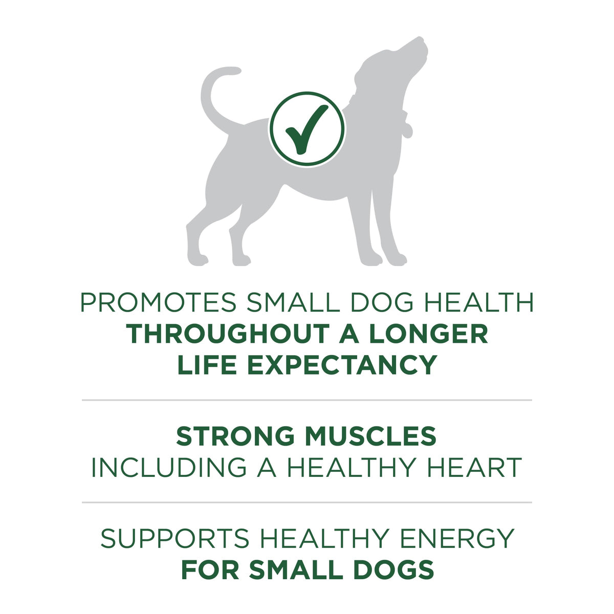 High Protein Dry Dog Food, Lamb, 7.4 lb Bag P37038