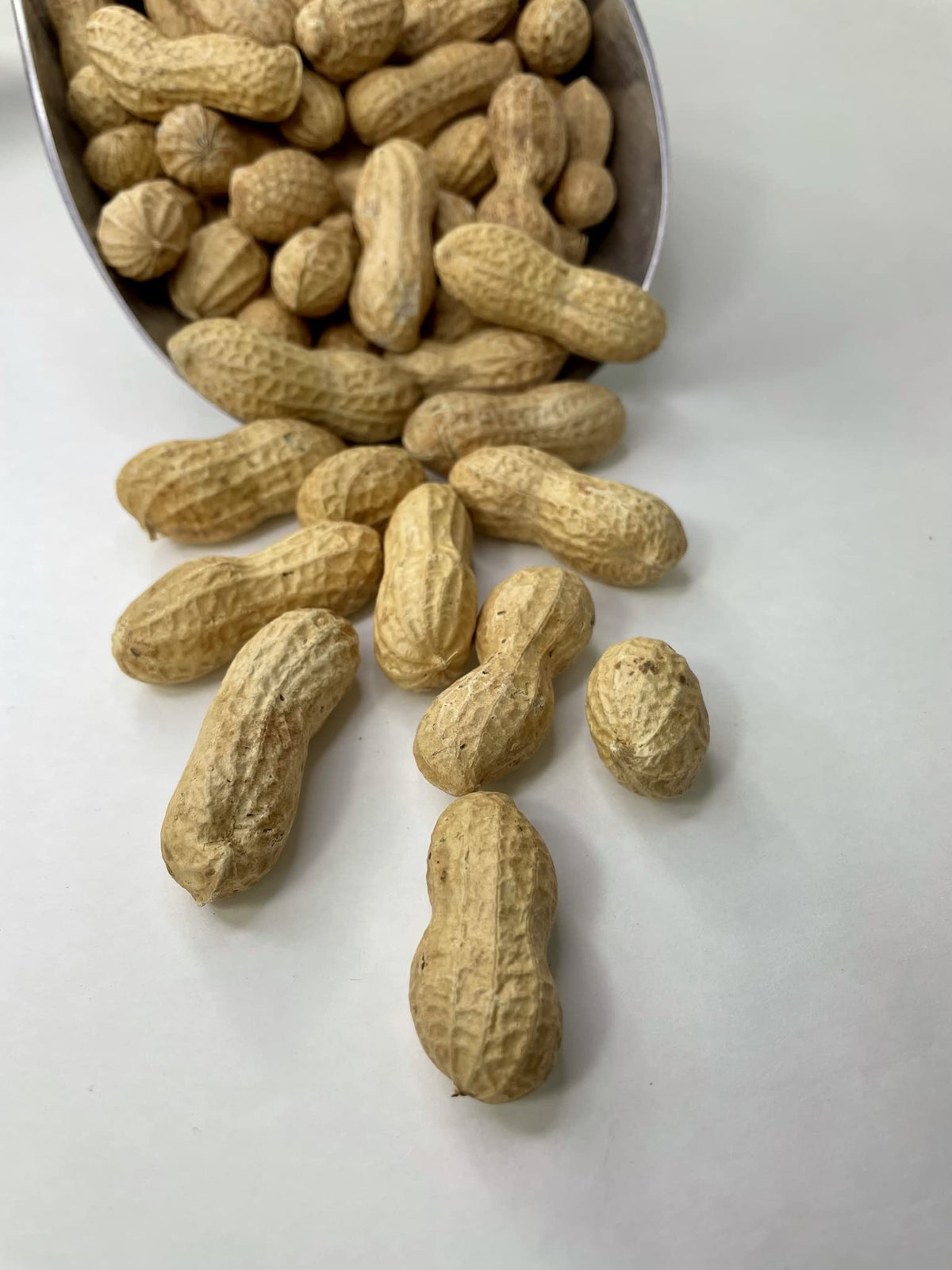 Raw Peanuts in Shell 10LB P85732