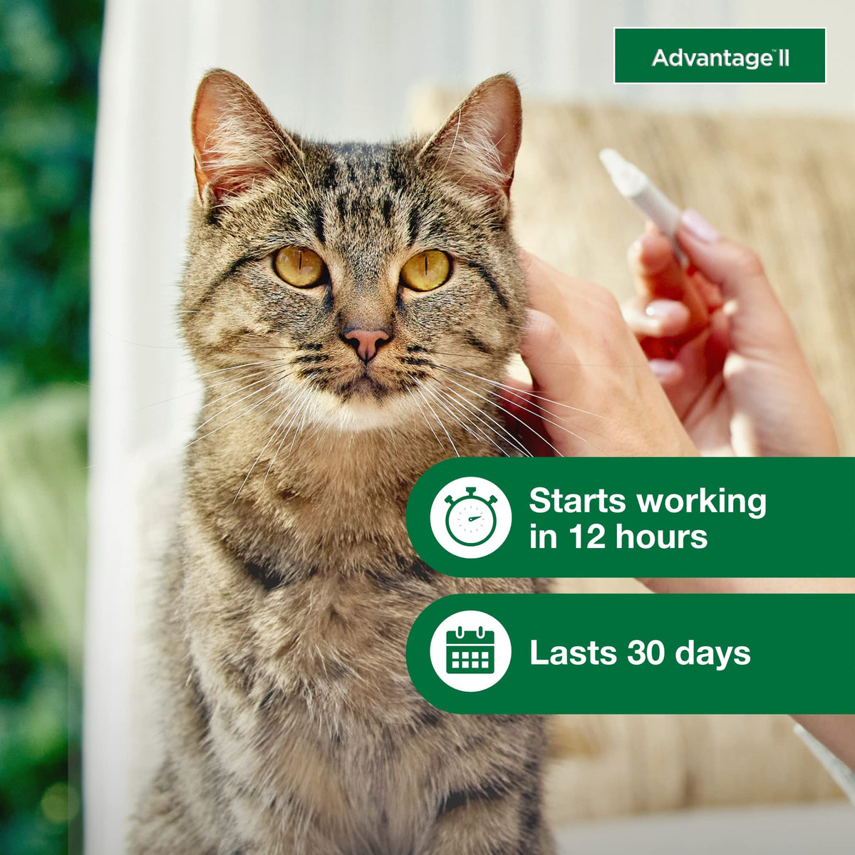 Large Cat Topical Flea Treatment & Prevention 2ct Z661