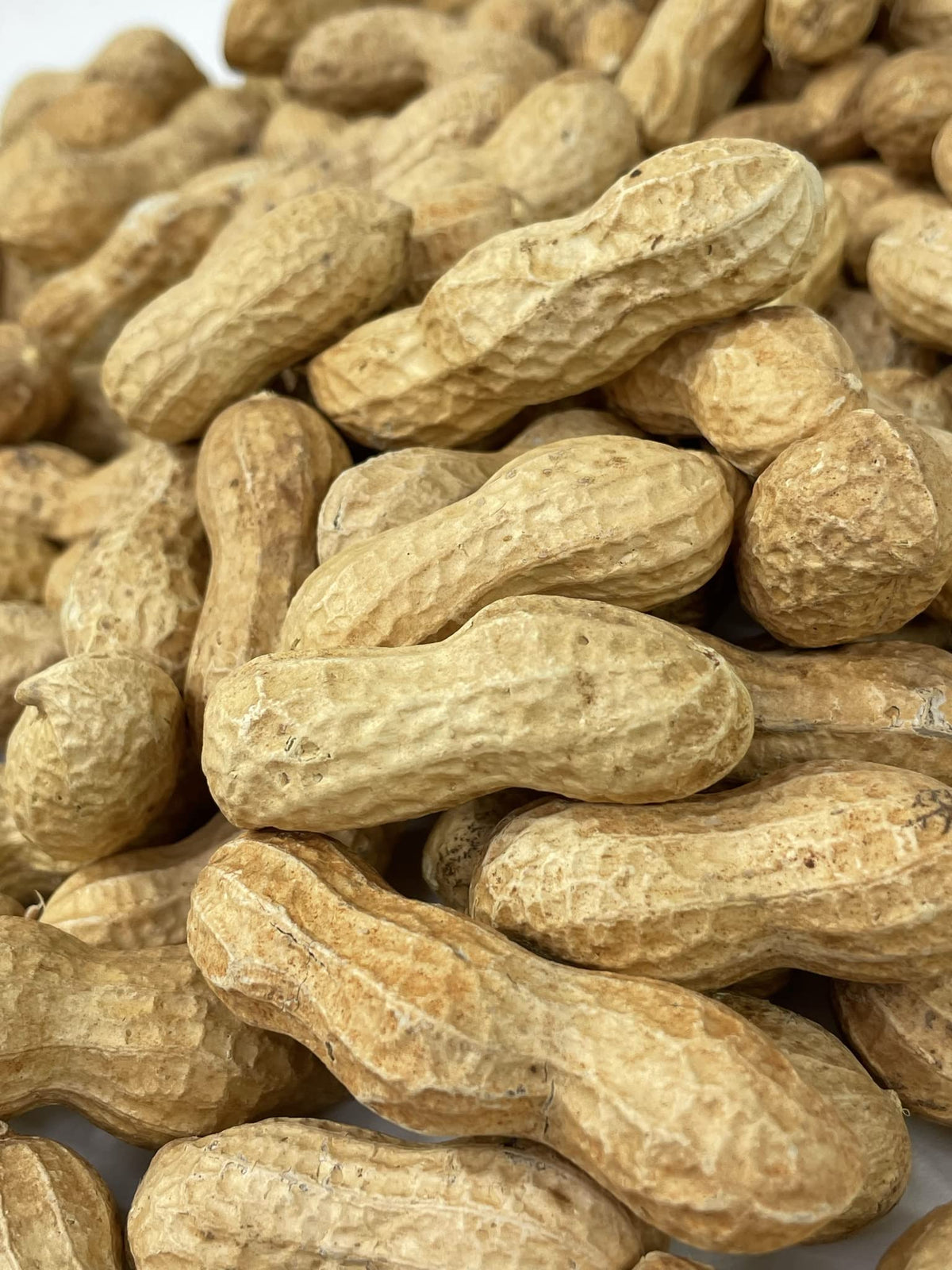 Raw Peanuts in Shell 10LB P85732