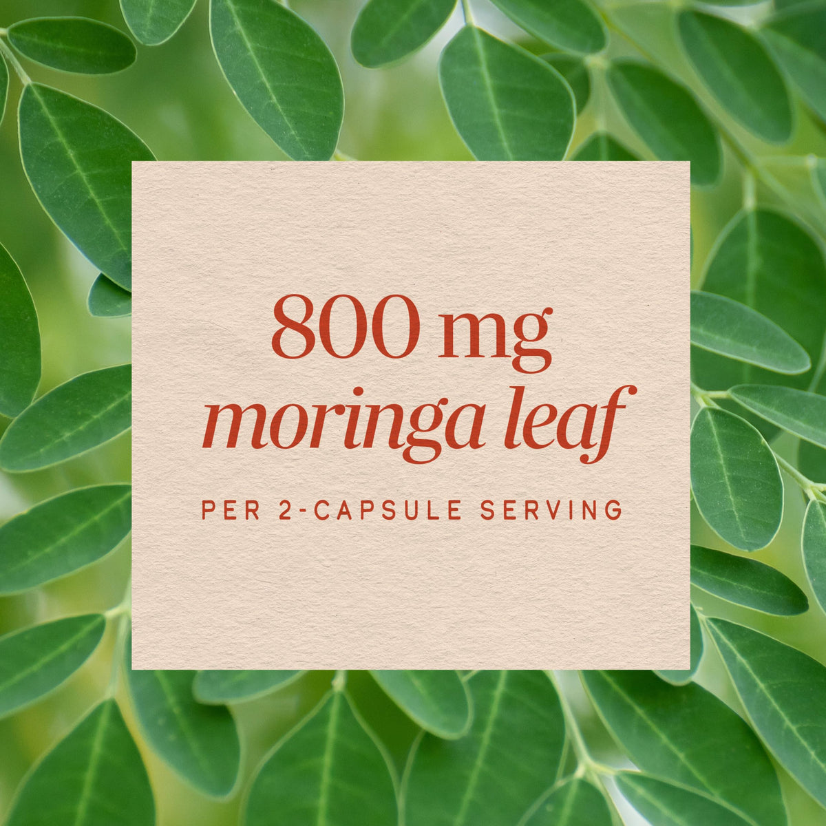Moringa Leaf 800 mg 120 ct Z893743