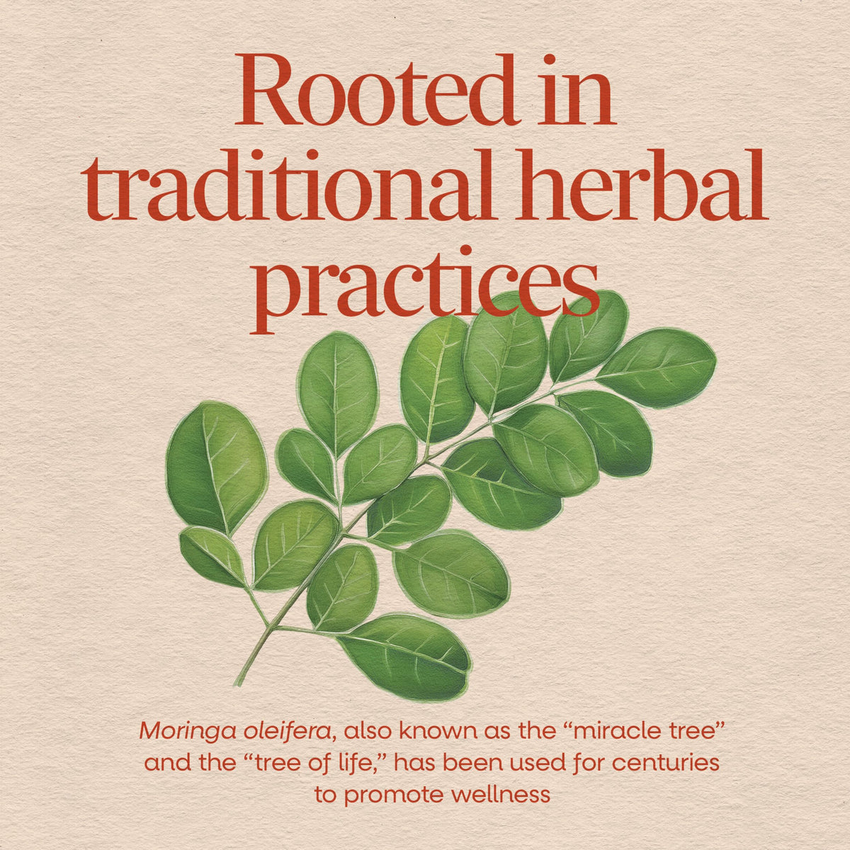 Moringa Leaf 800 mg 120 ct Z893743